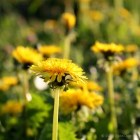 /album/macro/frida-dumont-img-7549-jpg/